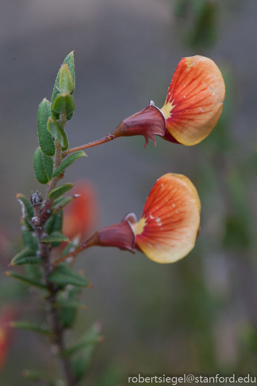 tasmania 2015